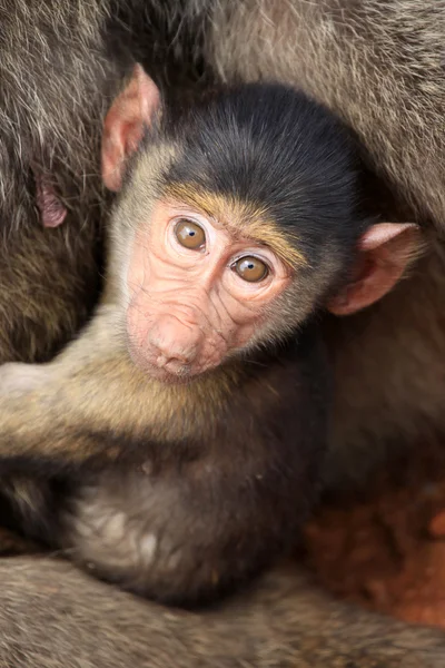 Baby Pavian - Kenia — Stockfoto