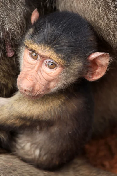 Babuíno bebê - Quênia — Fotografia de Stock