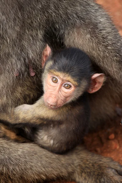 Baby Baboon - Kenya — Stock Photo, Image