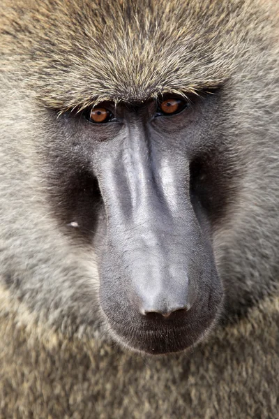 원숭이-케냐 — 스톡 사진