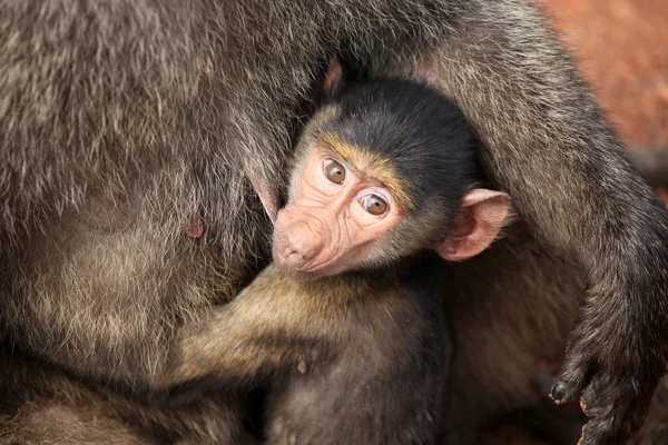 Baby Baboon - Kenya — Stock Photo, Image