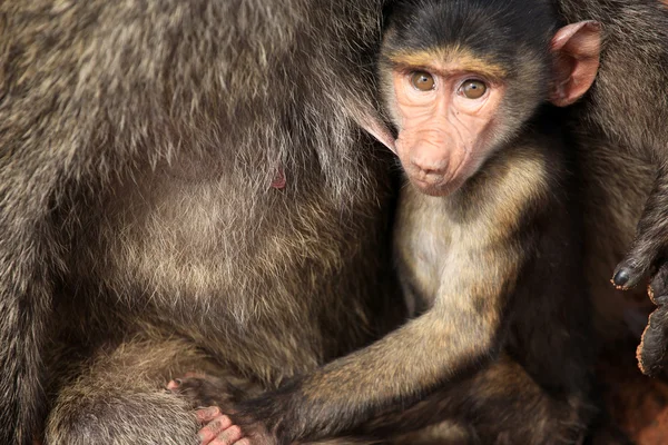 婴儿狒狒-肯尼亚 — 图库照片
