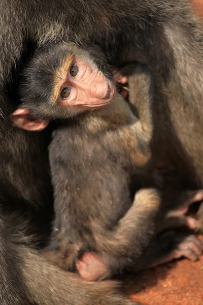 Baby baviaan - Kenia — Stockfoto