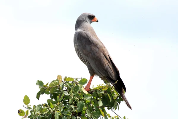 Bird of Prey - Kenya — Stock Photo, Image