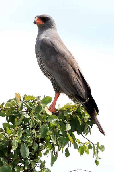 Uccello rapace - Kenya — Foto Stock