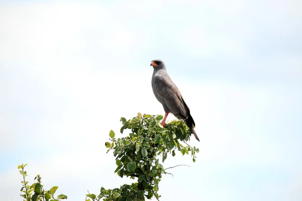 Uccello rapace - Kenya — Foto Stock