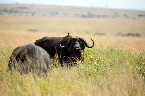Buffalo - rezervace maasai mara - Keňa — Stock fotografie