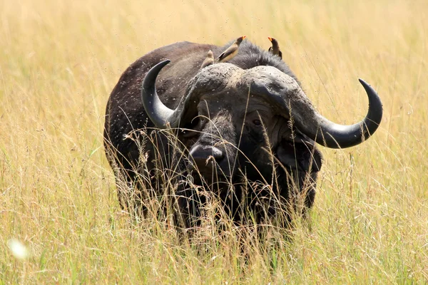 Buffalo - Reserva Maasai Mara - Kenia — Foto de Stock