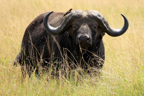 Buffalo - rezervace maasai mara - Keňa — Stock fotografie