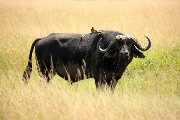 Buffalo - Masai mara yedek - kenya — Stok fotoğraf