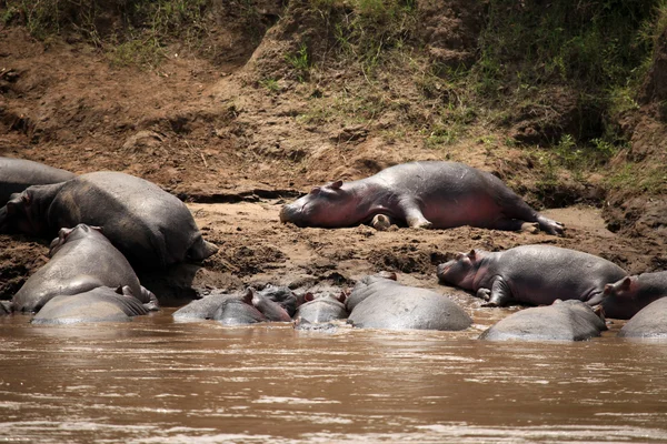 Flodhäst i mara river - kenya — Stockfoto