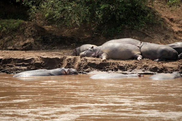 マラ川 - ケニアでのカバ — ストック写真