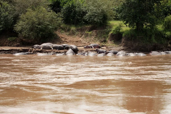 Hipopótamo en Mara River - Kenia — Foto de Stock
