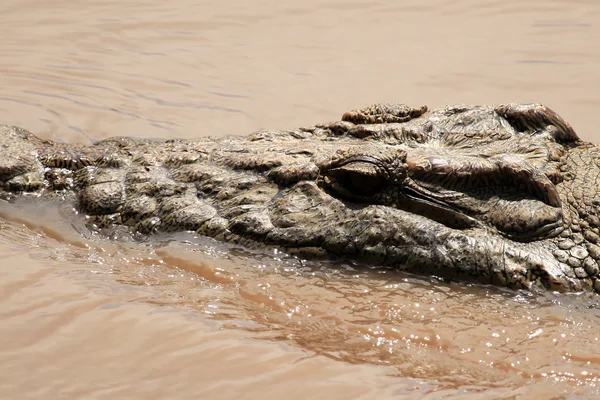 Crocodille - マラ川 - ケニア — ストック写真