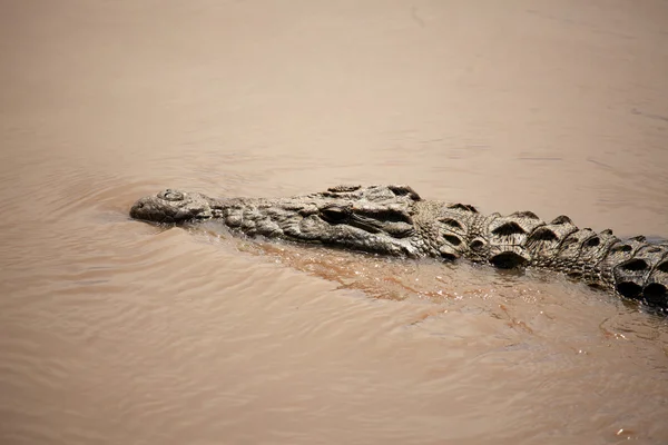 Crocodille - Sungai Mara - Kenya — Stok Foto