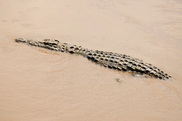 क्रॉकोडिल मारा नदी केनिया — स्टॉक फोटो, इमेज