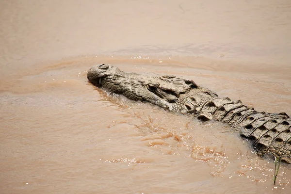 Crocodille - マラ川 - ケニア — ストック写真