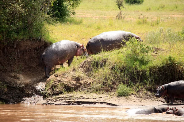 河马在马拉河-肯尼亚 — 图库照片