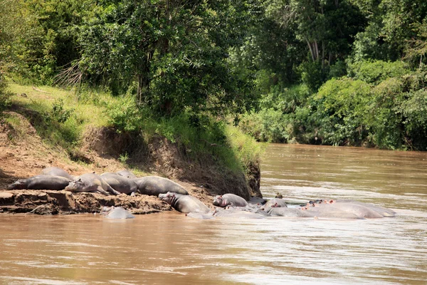 Hipona no Rio Mara - Quênia — Fotografia de Stock