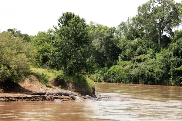 मारा नदी में हिप्पो - केन्या — स्टॉक फ़ोटो, इमेज