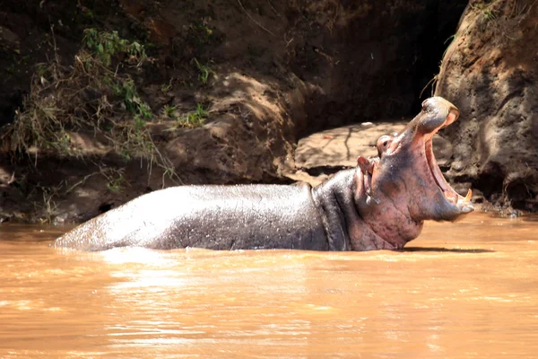 Hippo in mara rivier - Kenia — Stockfoto