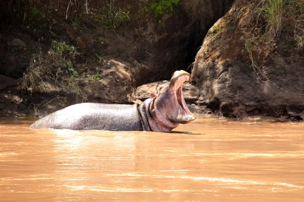 Ιπποπόταμος στο ποτάμι mara - Κένυα — Φωτογραφία Αρχείου