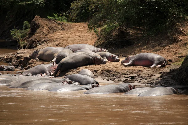 河马在马拉河-肯尼亚 — 图库照片