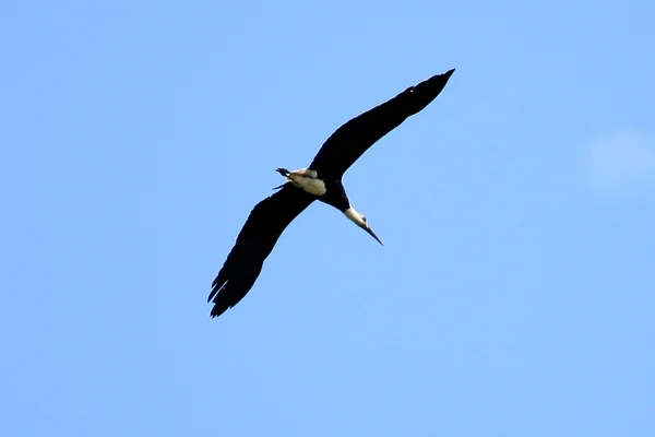 Maribou-gólya repülő - Kenya — Stock Fotó