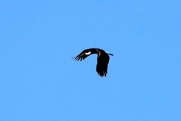 Maribou Stork Flying - Quênia — Fotografia de Stock