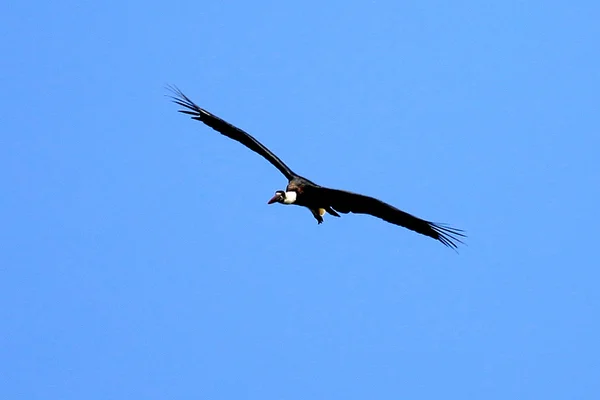 Maribou storch fliegen - kenya — Stockfoto
