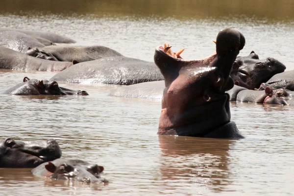 マラ川 - ケニアでのカバ — ストック写真