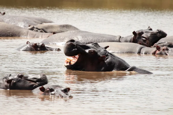 Hipopótamo en Mara River - Kenia —  Fotos de Stock