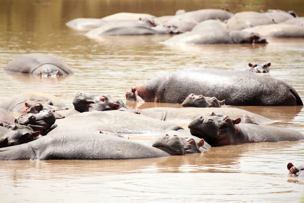 Hippo dans la rivière Mara - Kenya — Photo