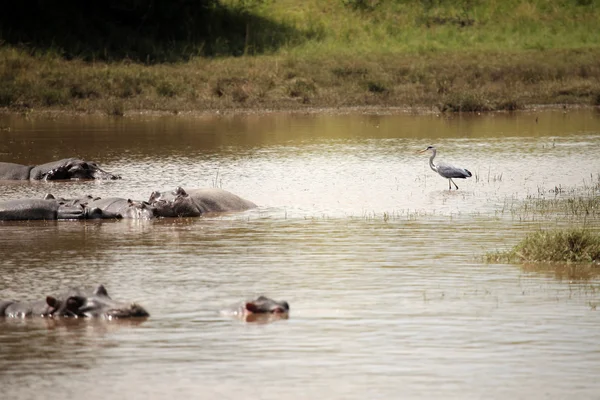 Hipopótamo en Mara River - Kenia —  Fotos de Stock