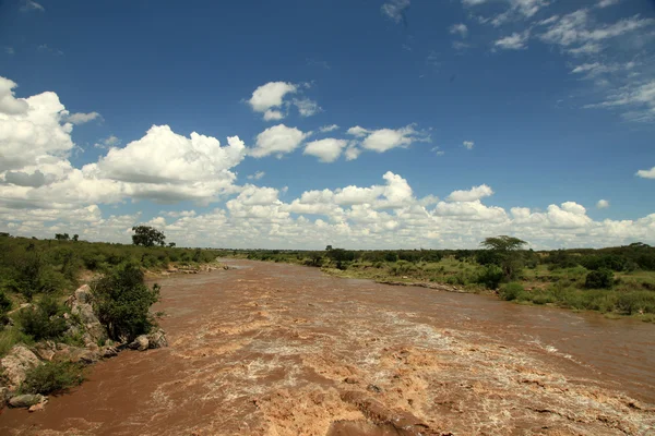 stock image Mara River - Kenya