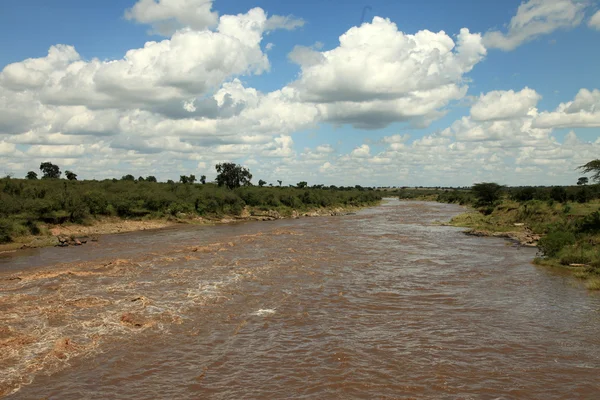 Marabut rzeka - Kenia — Zdjęcie stockowe