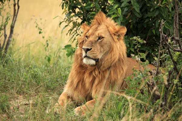 남성 사자-케냐 — 스톡 사진