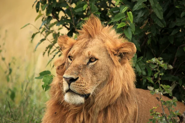 남성 사자-케냐 — 스톡 사진