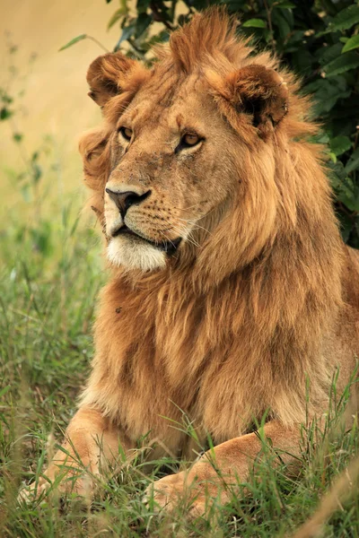 Mężczyzna lew - Kenia — Zdjęcie stockowe