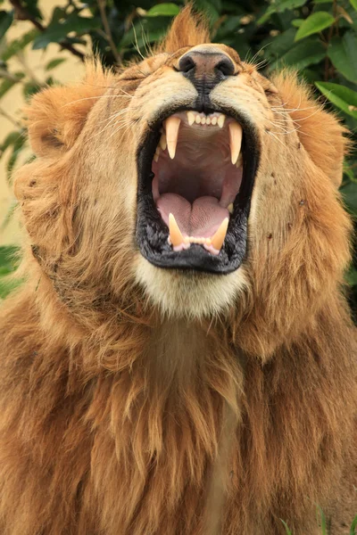 Мужской лев - Кения — стоковое фото