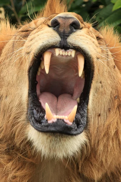 León macho - Kenia —  Fotos de Stock