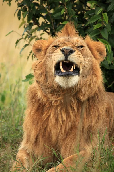Erkek aslan - kenya — Stok fotoğraf