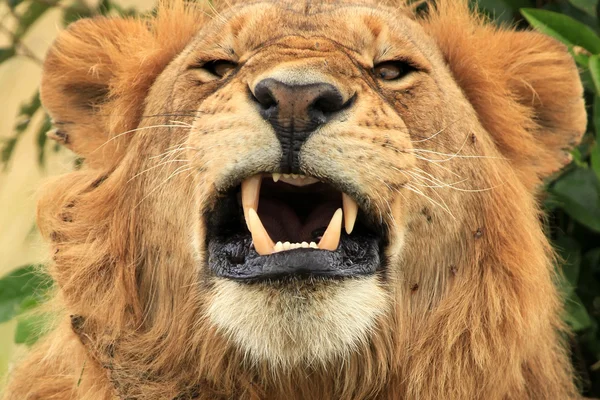 Lejon - kenya — Stockfoto