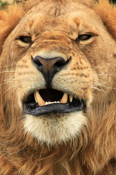Männlicher Löwe - kenya — Stockfoto