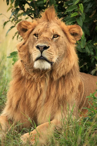 León macho - Kenia — Foto de Stock