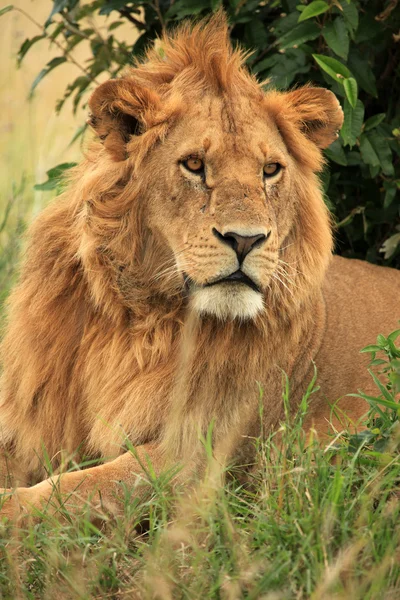Male Lion - Kenya — Stock Photo, Image