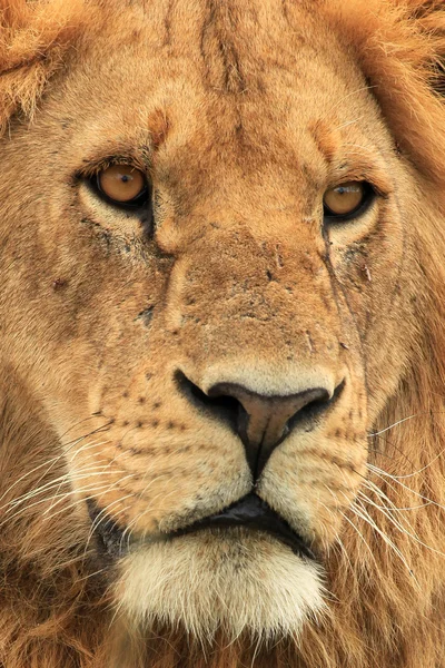 Männlicher Löwe - kenya — Stockfoto