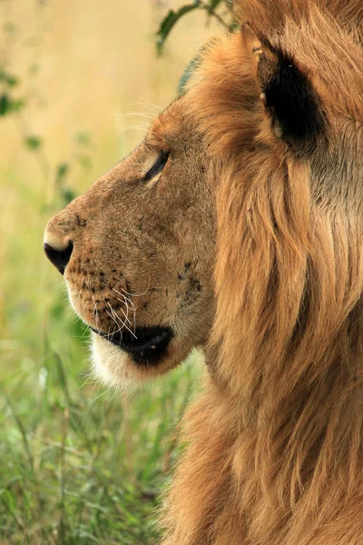 Leão macho - Quênia — Fotografia de Stock
