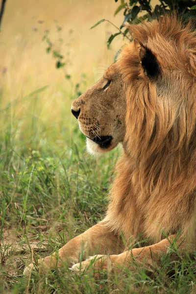 Мужской лев - Кения — стоковое фото