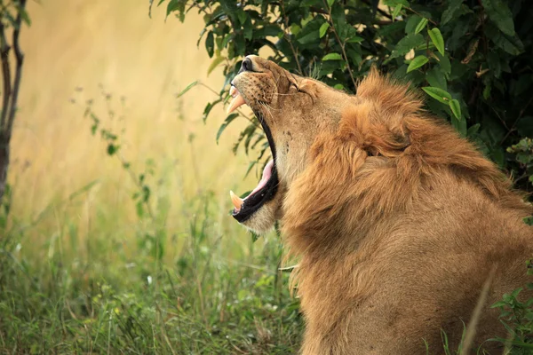 Lion mâle - Kenya — Photo